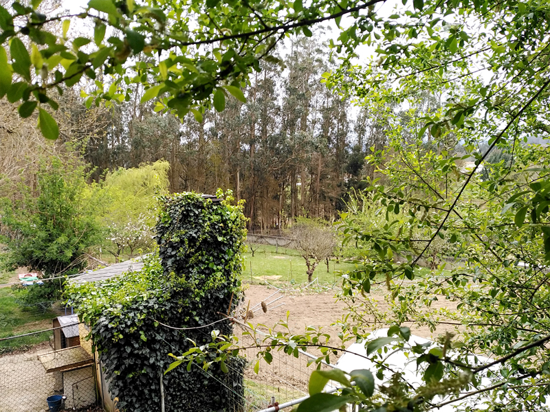 Cuarentena desde mi ventana