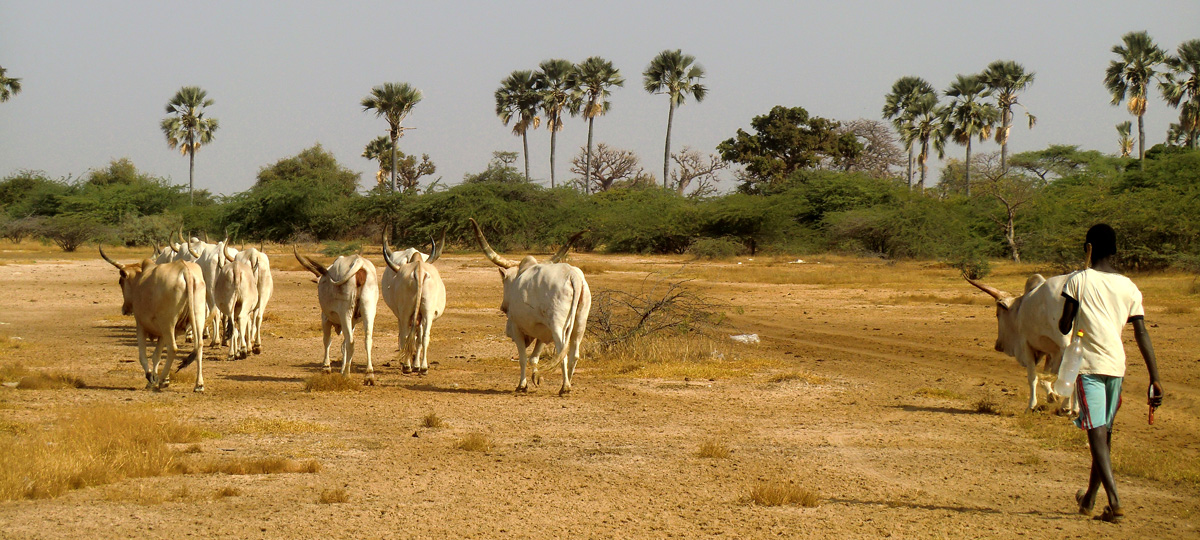 PastoreoSenegal