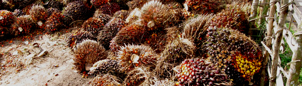 oil palm bunches grain