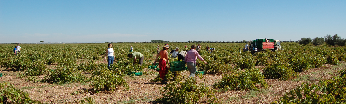 Dias de vendimia Esencia Rural