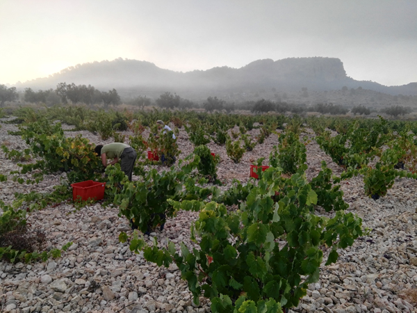 Vendimiando ya en el amanecer La Zafra