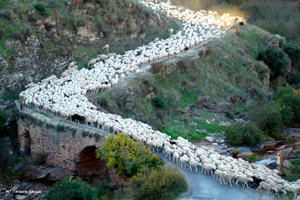 trashumancia puente romano mcarmengarcia