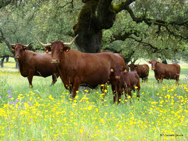 vaca retinta en dehesa