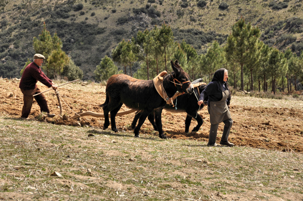 Agricultura tradicional campesina Miranda do DouroNordeste Transmontano Claudia Costa