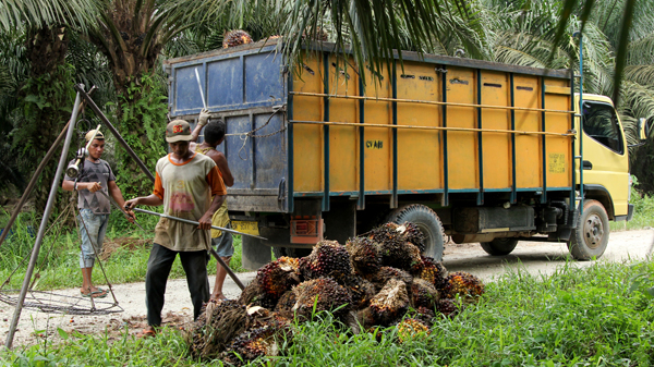 Pequenos propietarios de fincas de palma en Indonesia Laura Villadiego