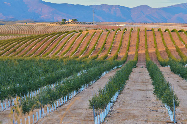 Plantaciones de olivo en superintensivo Plataforma en Defensa del Acuifero del Rio Aguas