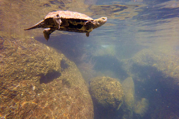 Tortuga Plataforma en Defensa del Acuifero del Rio Aguas