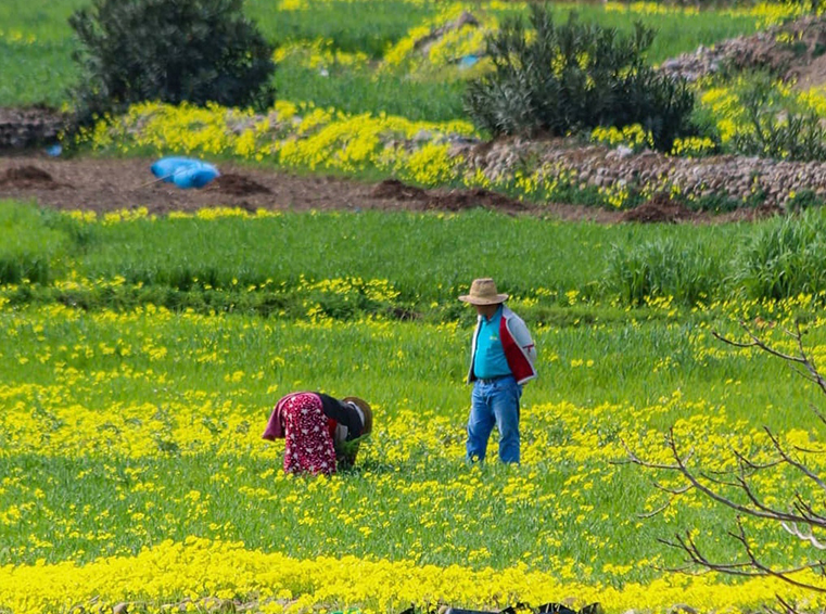 Rif03 Mujer trabajando la tierra en Rabae Taourirt Mouhamed Elmoussaoui