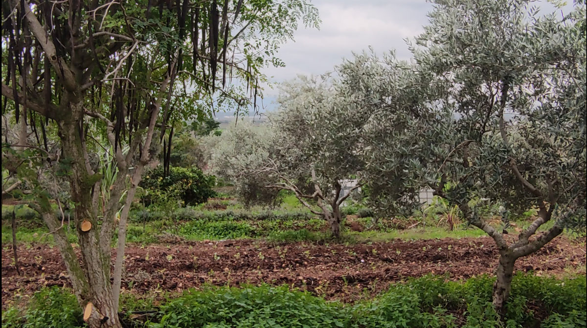 55 10Nabat Ecofarm